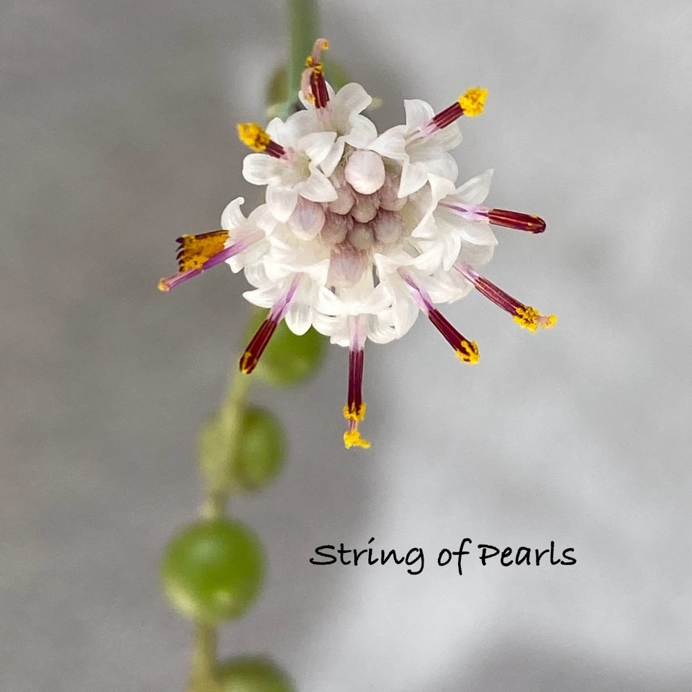 3 LIVE String of Pearls succulent, three 10" CUTTINGS (no roots) succulents